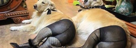 зоофелия Зоофилия наоборот. : boxsexrock — LiveJournal